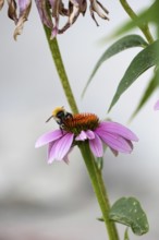 A bee sits on a flower of Echinacea purpurea