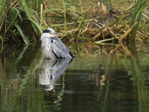A grey heron (Ardea cinerea) stands in the water, the surrounding reeds give a relaxed impression,