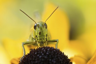 Marsh grasshopper (Stethophyma grossum) sitting on a yellow flower, yellow coneflower (Echinacea