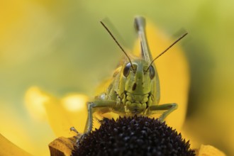 Close-up of a marsh grasshopper (Stethophyma grossum) on a yellow flower, yellow coneflower