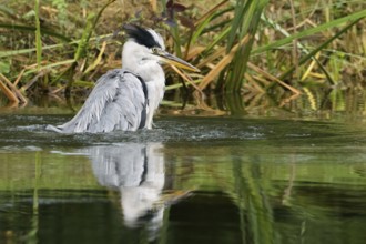 A grey heron (Ardea cinerea) stands in a lively pose in the water, surrounded by reeds, Hesse,