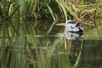 A grey heron (Ardea cinerea) lies quietly in the water, surrounded by reeds, the scene appears