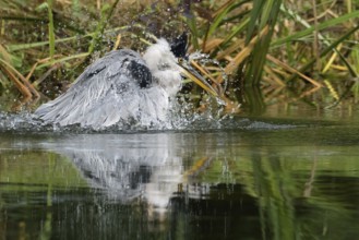 A grey heron (Ardea cinerea) moves in the water, splashing around and creating lively water