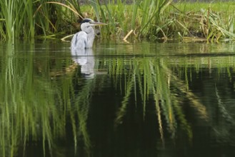 A grey heron (Ardea cinerea) stands in the water surrounded by reeds. The atmosphere is calm and