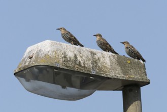 Three starlings (Sturnus vulgaris) sitting on an old, moss-covered street lamp under a clear sky,