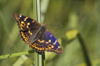 A Lesser purple emperor (Apatura lilia) sits with open wings on a reed, in front of a natural