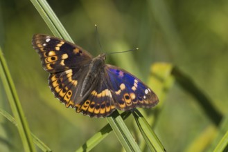 A Lesser purple emperor (Apatura lilia) with spread wings sitting on a reed, surrounded by natural