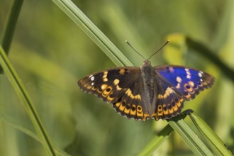 A Lesser purple emperor (Apatura lilia) on a reed stalk with spread wings, colourful and vividly