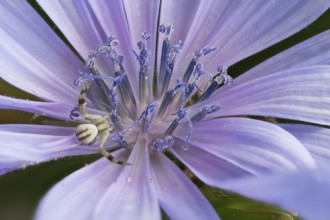 Close-up of a chicory flower (Cichorium intybus) with fine petals and a Goldenrod crab spider