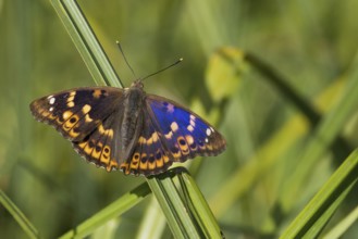 A Lesser purple emperor (Apatura lilia) resting on a reed, surrounded by a green background,