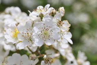 Bibernell rose (Rosa spinosissima L., syn.: Rosa pimpinellifolia L.), also called dune rose, earth