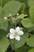 Blackberries (Rubus sectio Rubus), blossom on the bush, close-up, Wilnsdorf, North