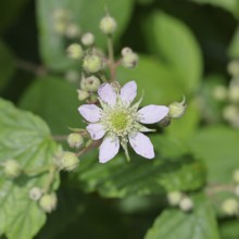 Blackberries (Rubus sectio Rubus), blossom on the bush, close-up, Wilnsdorf, North