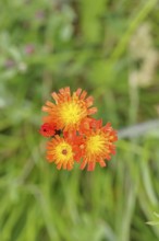 Orange hawkweed, orange-red hawkweed (Hieracium aurantiacum), flower on a rough meadow, Wilnsdorf,