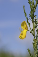 Flower of broom, common broom (Cytisus scoparius), yellow flowers against a blue sky, close-up,