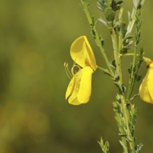 Gorse, common broom (Cytisus scoparius), yellow flower, close-up, Wilnsdorf, North