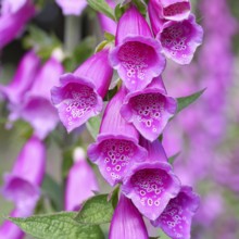 Common foxglove (Digitalis purpurea), flowers, close-up, from the plantain family, highly toxic,