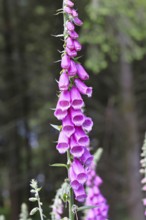 Common foxglove (Digitalis purpurea), flowers, close-up, from the plantain family, highly toxic,