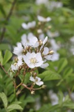 Bibernell rose (Rosa spinosissima L., syn.: Rosa pimpinellifolia L.), also called dune rose, earth
