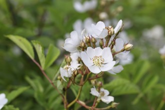 Bibernell rose (Rosa spinosissima L., syn.: Rosa pimpinellifolia L.), also called dune rose, earth
