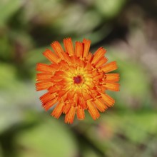 Orange hawkweed, orange-red hawkweed (Hieracium aurantiacum), flower on a rough meadow, Wilnsdorf,