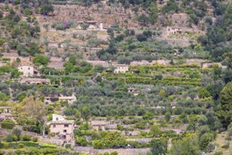 View at farms with lush green orchards on terraces on a mountain slope, Mallorca, Spain