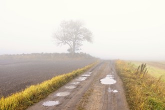 Gravel road with potholes a misty autumn morning with a single tree in the countryside