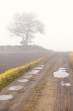 Dirt road with potholes a misty autumn morning with a single tree by a stone wall in the