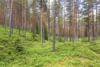 Landscape view of a pine forest with green blueberry bushes on the ground on a summer day, Sweden