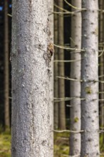 Spruce tree trunk in close up in a forest