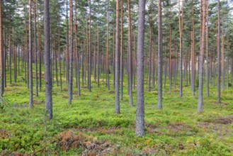 Landscape view of a straight tree trunks in a pine forest with green blueberry bushes on the ground