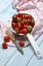 Strawberries in a colander, Fragaria x ananassa
