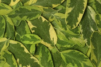 Bicoloured sage, Salvia officinalis, variegated garden sage