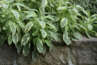 Bicoloured sage, Salvia officinalis, variegated garden sage