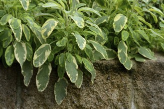 Bicoloured sage, Salvia officinalis, variegated garden sage
