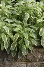 Bicoloured sage, Salvia officinalis, variegated garden sage