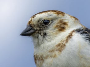 Snow Bunting (Plectrophenax nivalis) portrait of the head, Grimsey Island, Iceland