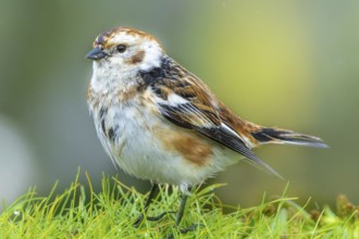 Snow bunting (Plectrophenax nivalis) sitting in a meadow, Grimsey Island, Iceland