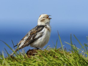 Snow bunting (Plectrophenax nivalis) on its singing platform, Grimsey Island, Iceland