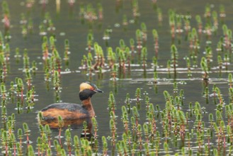 Slavonian grebe (Podiceps auritus) swimming in a pond overgrown with aquatic plants, Grimsey