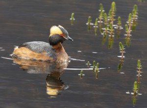 Slavonian grebe (Podiceps auritus) swimming with its reflection in a pond, Grimsey Island, Iceland
