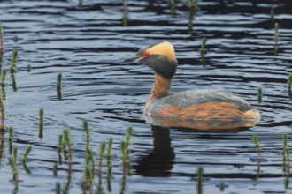 Slavonian grebe (Podiceps auritus) swimming in a pond, Grimsey Island, Iceland