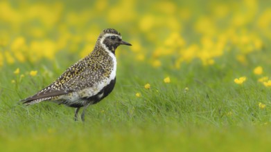 Golden plover (Pluvialis apricaria) breeds on wet meadows, Grimsey Island, Iceland