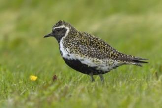 Golden plover (Pluvialis apricaria) in its habitat on wet meadows, Grimsey Island, Iceland