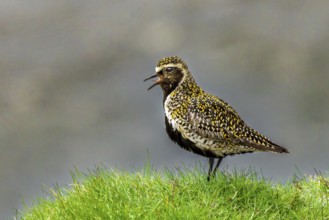 Golden plover (Pluvialis apricaria) singing in its habitat, Grimsey Island, Iceland