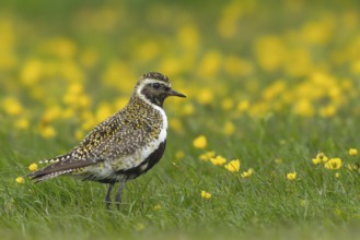 Golden plover (Pluvialis apricaria) in a flower meadow, Grimsey Island, Iceland