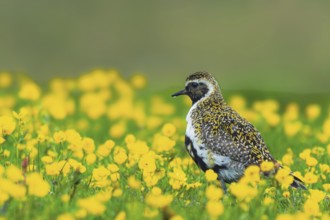 Golden plover (Pluvialis apricaria) foraging in a flower meadow, Grimsey Island, Iceland