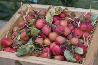 Ornamental apple (Malus spec.), fruit in a wooden box, North Rhine-Westphalia, Germany