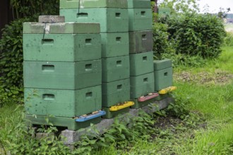 Beehives in a meadow, North Rhine-Westphalia, Germany