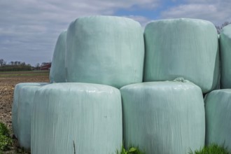 Silage, silage bales, silage bales in green plastic film, Münsterland, North Rhine-Westphalia,